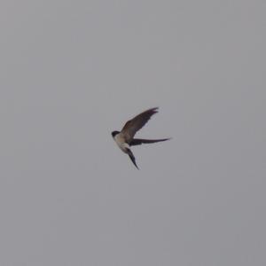 Sand Martin