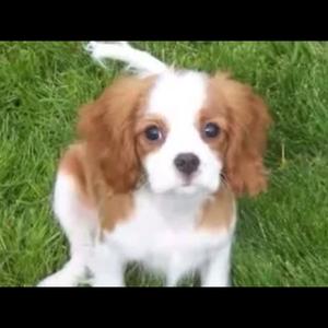 Cavalier King Charles Spaniel