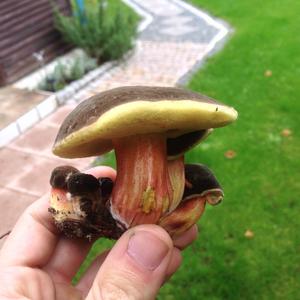 Red-cracked Bolete