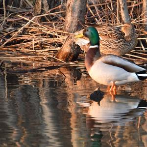 Mallard