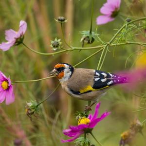 European Goldfinch