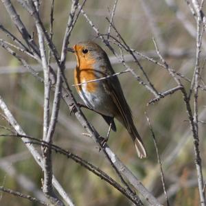 European Robin