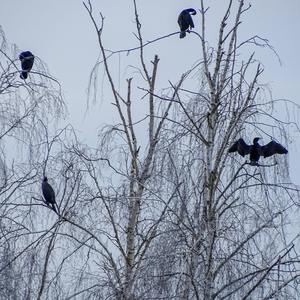 Great Cormorant