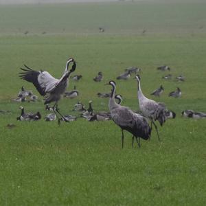 Common Crane