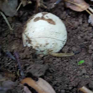 Stinkhorn, Common