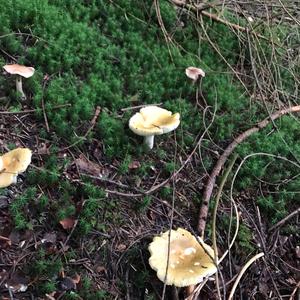 Yellow-ochre Russula