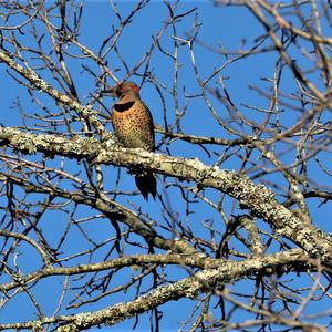 Northern Flicker