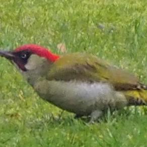 Eurasian Green Woodpecker