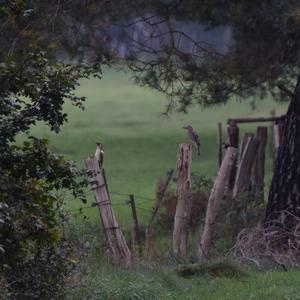 Eurasian Green Woodpecker