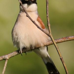 Red-backed Shrike