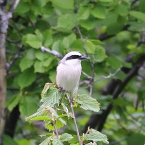 Red-backed Shrike