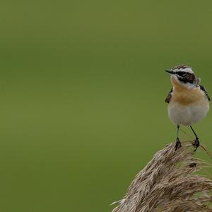 Whinchat