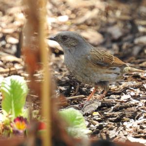 Hedge Accentor