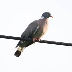 Common Wood-pigeon