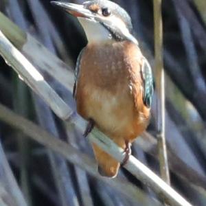 Common Kingfisher