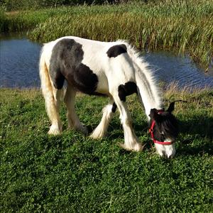 Gypsy Vanner Horse