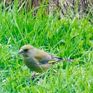 European Greenfinch