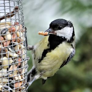 Great Tit