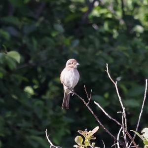 Red-backed Shrike