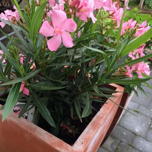 Unknown Species