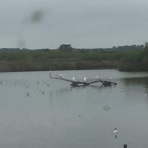 Little Egret