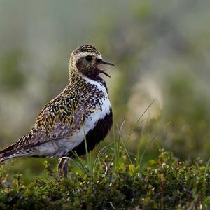 Eurasian Golden Plover