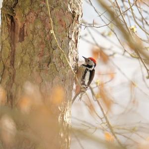 Middle Spotted Woodpecker