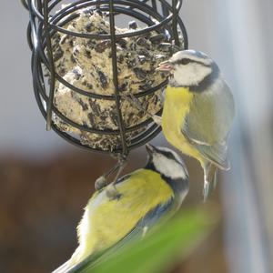 Blue Tit