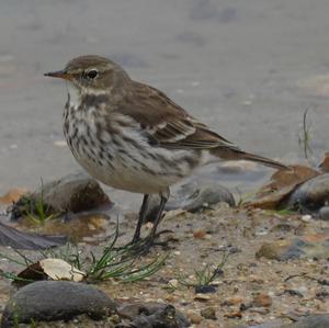 Water Pipit