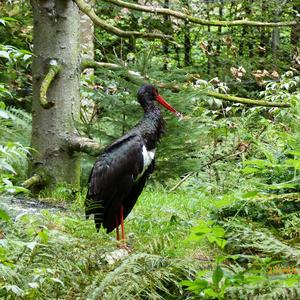 Black Stork