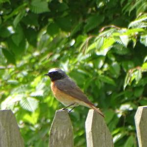 Common Redstart