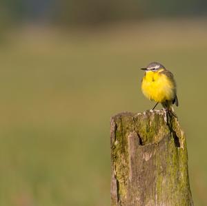 Yellow Wagtail