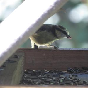 Blue Tit