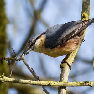 Wood Nuthatch