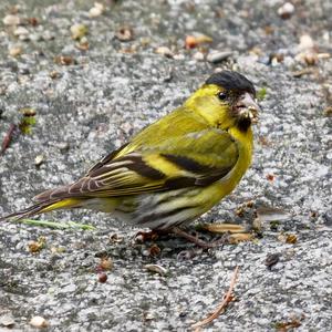 Eurasian Siskin