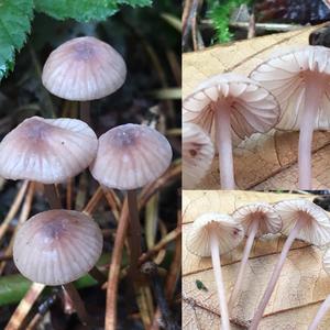 Mycena sanguinolenta