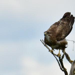 Mäusebussard