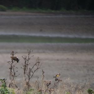 European Goldfinch