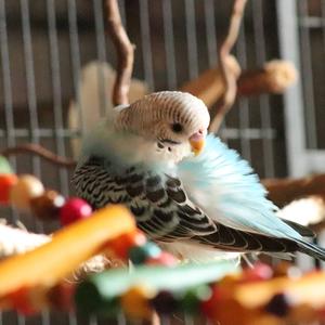 Budgerigar