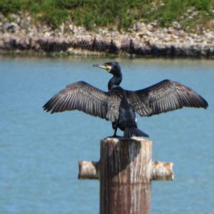 Great Cormorant