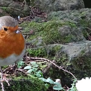 European Robin