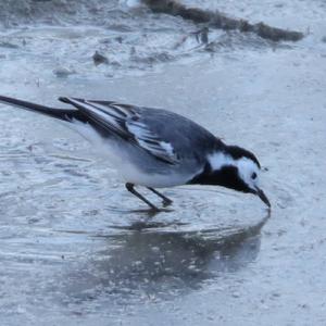 White Wagtail