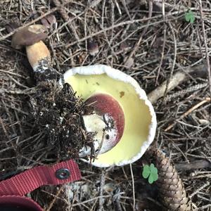 Scarlet-stemmed Bolete