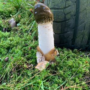 Stinkhorn, Common