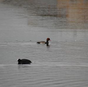 Red-crested Pochard