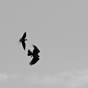 Western Marsh-harrier