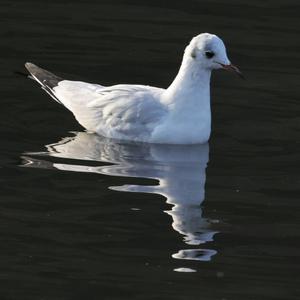 Black-headed Gull