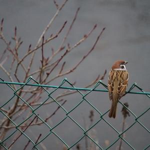 Eurasian Tree Sparrow