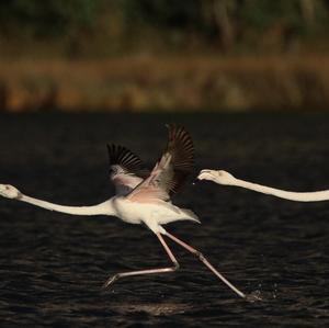 Greater Flamingo