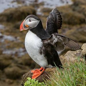 Atlantic Puffin